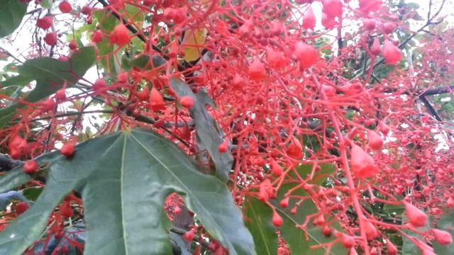 Illawarra Flame Tree Flowers - Brachychiton acerifolius HD 04 смотреть онлайн