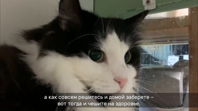 КАСАТКА смотреть онлайн