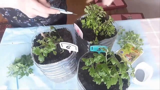 Черенкование хризантемы мультифлора весной смотреть онлайн