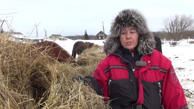 Как подружиться с прокатной лошадью