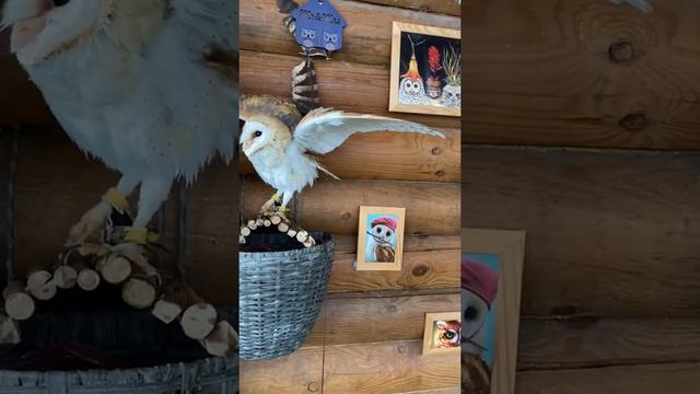 Удивительная жизнь сов))) смотреть онлайн