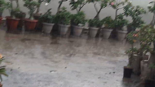 #adenium or desert rose under heavy rainfall смотреть онлайн