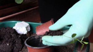 Пассифлора  или страстоцвет.  Выращиваю из семян.