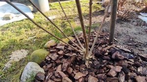 Обрезка трёхлетних кустов метельчатой гортензии Граффити и Скайфол