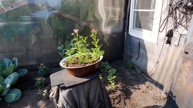 Птицу видно по полету, а хорошую хозяйку- по работе смотреть онлайн