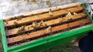 Нуклеусы только на рамку Дадан...