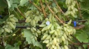 Виноград Голд Фингер