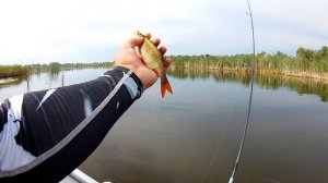 Бюджетный комплект для мормышинга.  Спиннинг Dayo Prestige CX-4 Travel и катушка Bearking CMAN 500.