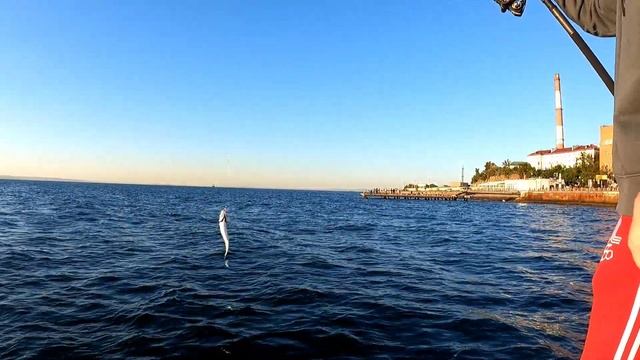 Скумбрия. Рыбалка во Владивостоке. Новичкам всегда везёт! смотреть онлайн