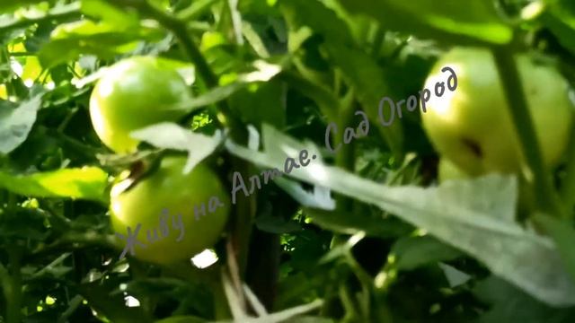 Предварительный обзор сортов Томатных Гномов на 24 июля смотреть онлайн