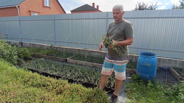 Самый урожайный сорт клюквы!!! смотреть онлайн