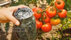 Сделайте томаты сладкими и сахаристыми! Как ускорить созревание и улучшить вкус плодов?