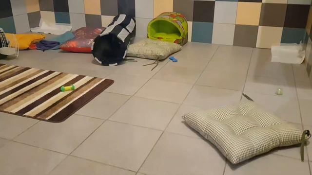 гостиница для хорьков смотреть онлайн