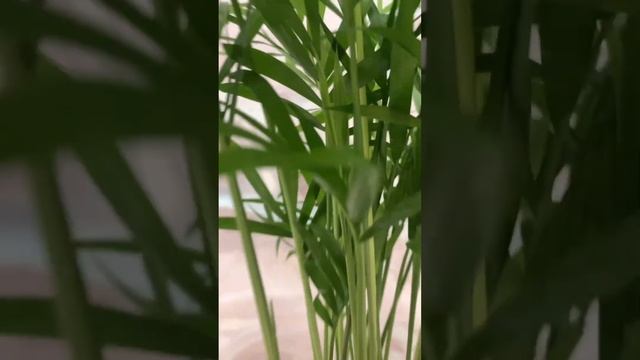 Пересадила #хамедорея в новый горшок #уходзацветами #комнатныецветы смотреть онлайн