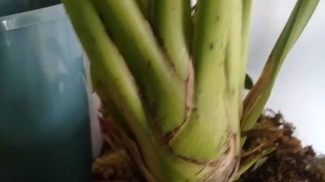 НОВАЯ ПОКУПКА- МИНИ ЦИМБИДИУМ смотреть онлайн