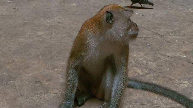 Куала-Лумпур. Столица Малайзии.~Kuala Lumpur. Capital of Malaysia. смотреть онлайн