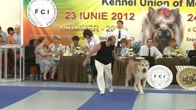 Expo dog show in Chisinau 23.06.2012 смотреть онлайн