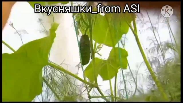 Что будет происходить с организмом,если есть огурцы? каждый день !_!  И...в чем их польза!!!.mp4