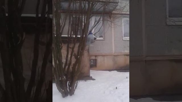 #Воробей на веточки! смотреть онлайн