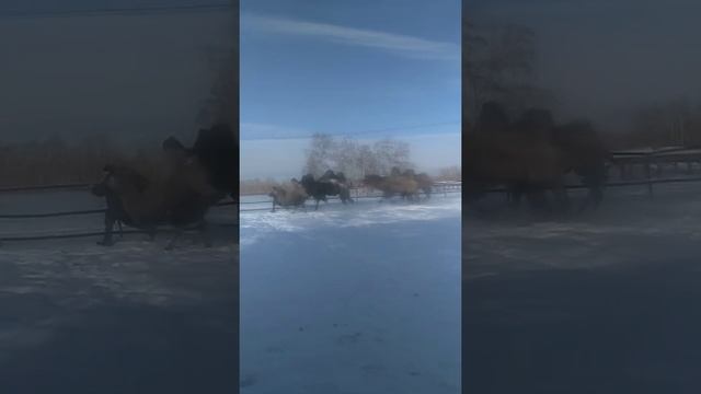 Эксперимент с верблюдами во время брачного сезона. Реакция верблюда на человека в период гона. смотреть онлайн