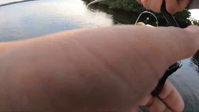 COMO PESCAR con CAMARÓN VIVO // PESCA de PARGOS y RÓBALOS // pesca en estero смотреть онлайн