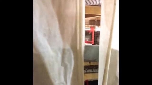 Как несутся перепелки при бункерном кормлении в клетках с прерывистым освещением. смотреть онлайн