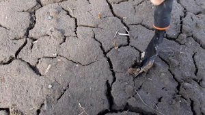 Первая подкормка чеснока, сульфат магния. Перезимовка чеснока, состояние корневой. Ждем потепления!