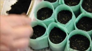 Рассада земляники в "улитке". Шаг 2.