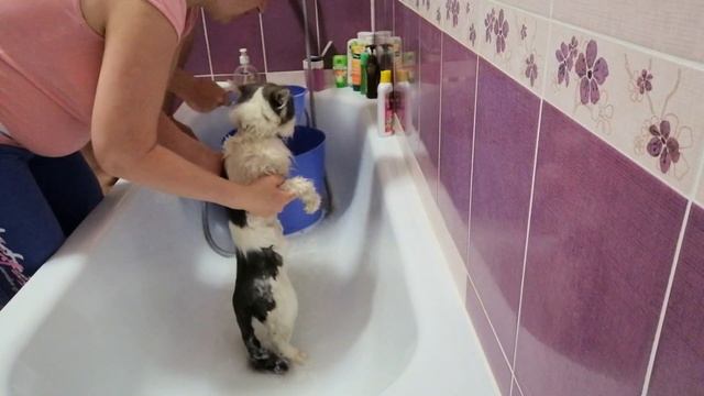 А ВАША КОШКА ЛЮБИТ МЫТЬСЯ?/ СМЕРТЕЛЬНЫЙ НОМЕР!/ МОЕМ НАШУ ШЕРРИ! смотреть онлайн