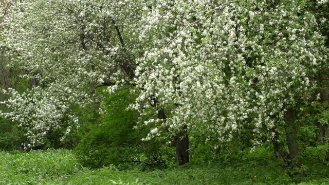 Пение птиц в ботаническом саду в мае. Самара. Birdsong in the botanical garden in May. Samara. смотреть онлайн