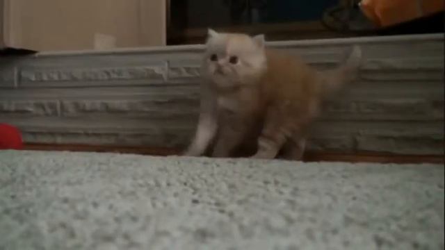 коты.котенок смешно топает смотреть онлайн
