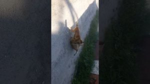 Как собаки трахаются в стае