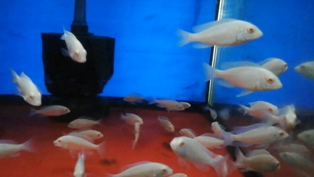 Albino Blue Dolphin Cichlids смотреть онлайн