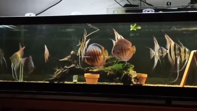 Коллекция дискусов и Альтумов от Manolo Sanchis смотреть онлайн