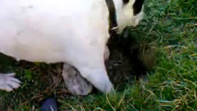 Французский бульдог и крысы смотреть онлайн