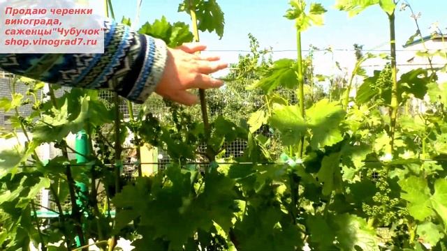 Соцветья Хелены, ГФ формы инограда с ранним сроком созревания, тоже хочу оставить по одному смотреть онлайн