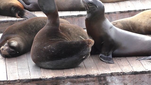 Пирс 39: морские львы в Сан-Франциско. Калифорнийские морские львы - Pier 39 Sea lions смотреть онлайн