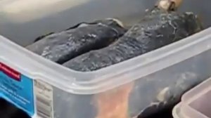 Как выглядят легкие курильщика на самом деле?