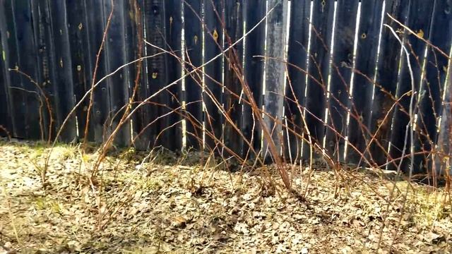 Дали на даче воду ! Поработал немного мотоблоком - 21 мая 2023 года. смотреть онлайн