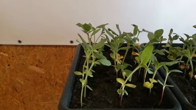 Опрыскивание подсолнечника Ново-алье, гербицидом Евро-Лайтинг, на разных этапах роста. смотреть онлайн