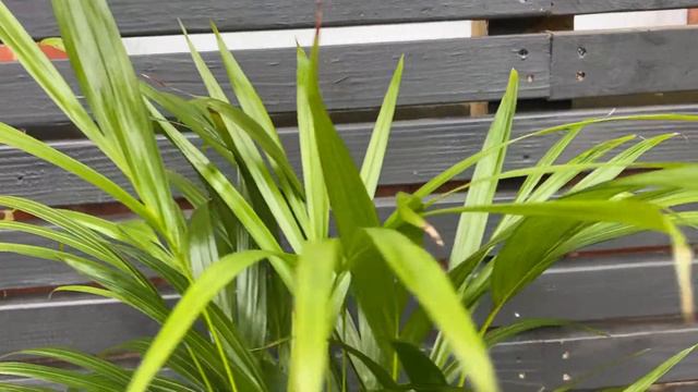 60cm Areca Palm | Dypsis Lutescens | 15cm Pot | 60cm Height смотреть онлайн