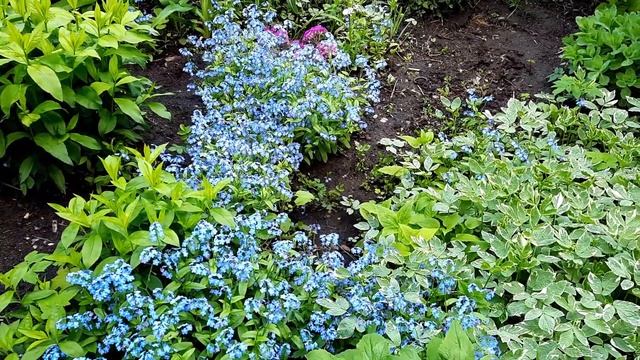 Незабудка/Myosotis/Горлянка/Лихорадочная трава/Пригожница/Мышиные уши смотреть онлайн