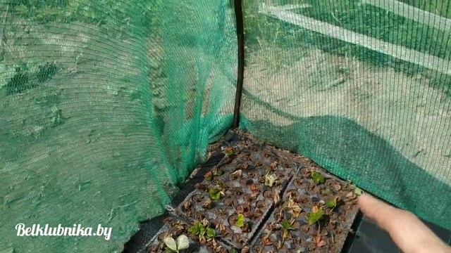 Теплица 4х14 для рассады клубники. Балаган им. Зубцова). Belklubnika.by смотреть онлайн