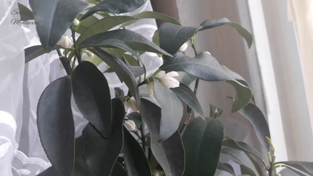 Citrus Kumquat Fortunella margarita/Nagami (кумкват) начало роспуска смотреть онлайн