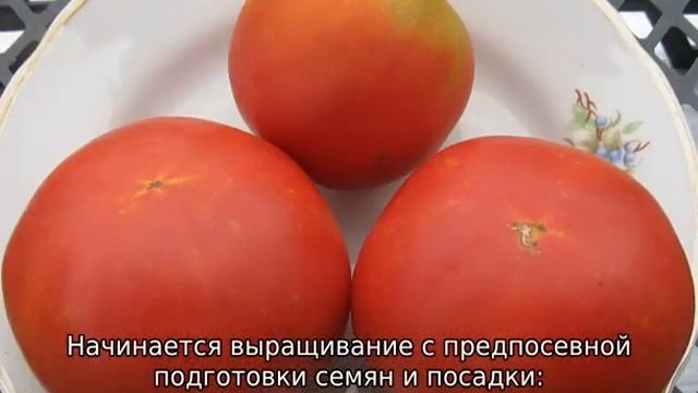 Томат Персик