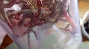 приготовление фундазол