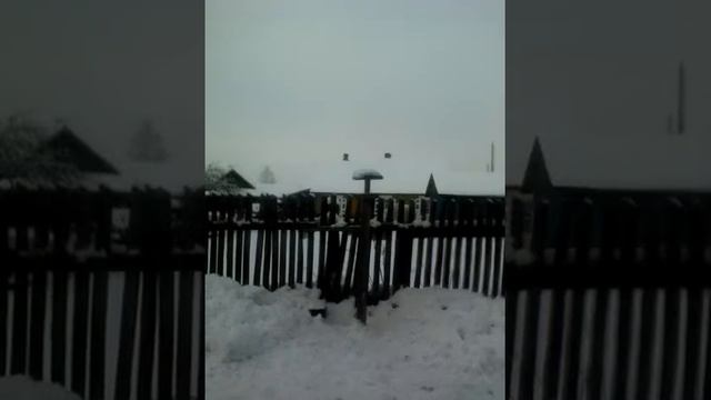 Котик хотел поймать сойка смотрите кто хочет. смотреть онлайн