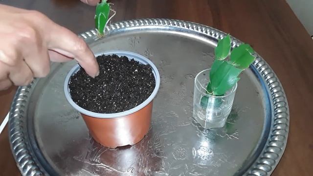 ДЕКАБРИСТ. РАЗМНОЖЕНИЕ ЧЕРЕНКАМИ смотреть онлайн