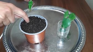 ДЕКАБРИСТ. РАЗМНОЖЕНИЕ ЧЕРЕНКАМИ