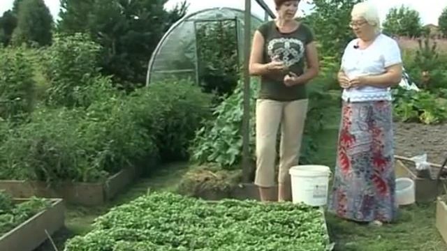 Дачные советы 14.08.2015 смотреть онлайн